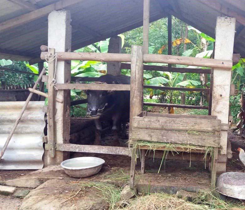 Chuongtrau