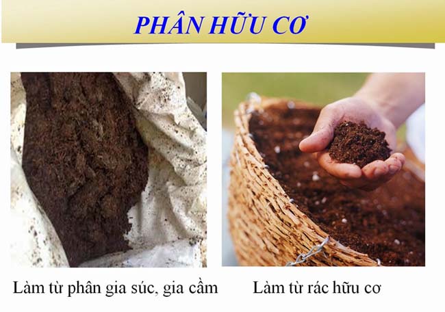 PhanHC