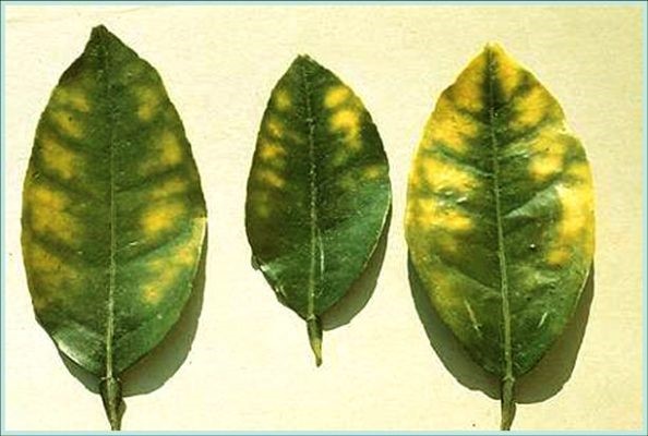 thieukali
